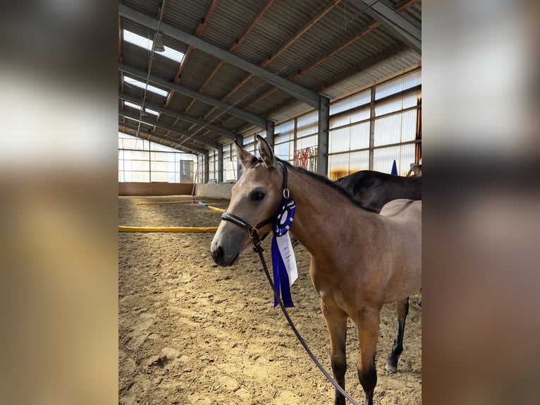American Quarter Horse Merrie 1 Jaar 155 cm Buckskin in Ennigerloh