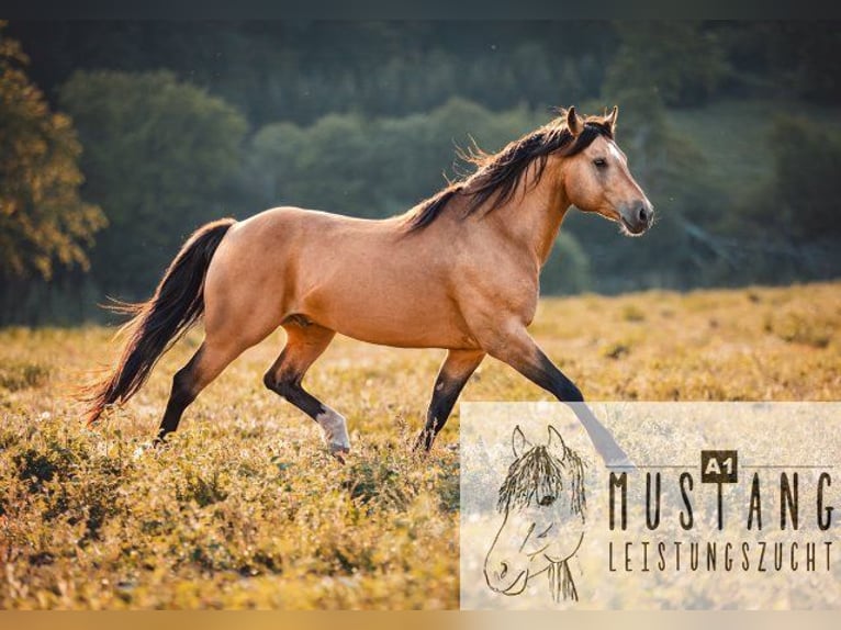 American Quarter Horse Mix Merrie 1 Jaar 155 cm Donkerbruin in Ötzingen