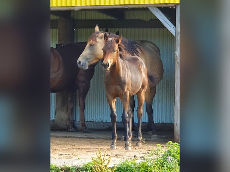 American Quarter Horse Mix Merrie 1 Jaar 155 cm Donkerbruin in Ötzingen