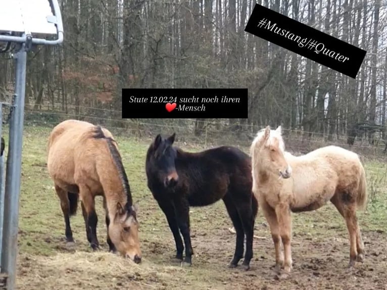 American Quarter Horse Mix Merrie 1 Jaar 155 cm Donkerbruin in Ötzingen