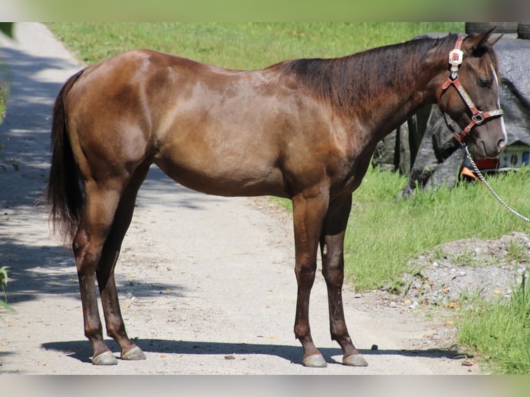 American Quarter Horse Merrie 1 Jaar 155 cm Donkerbruin in Schwarzach