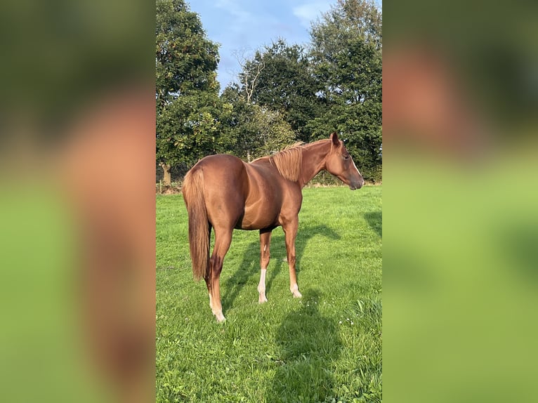 American Quarter Horse Merrie 1 Jaar 155 cm Vos in Bad Zwischenahn