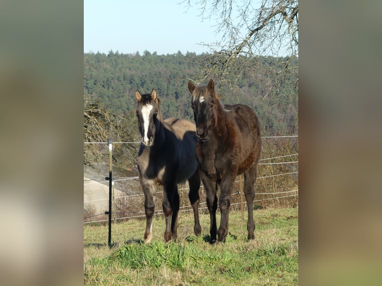 American Quarter Horse Merrie 1 Jaar 155 cm in Geiselwind