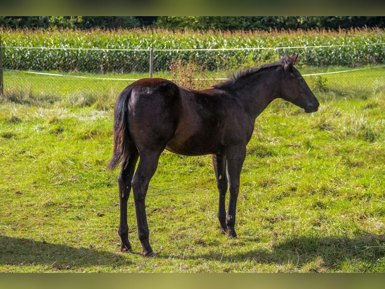 American Quarter Horse Merrie 1 Jaar 155 cm Zwart in Alfeld (Leine)