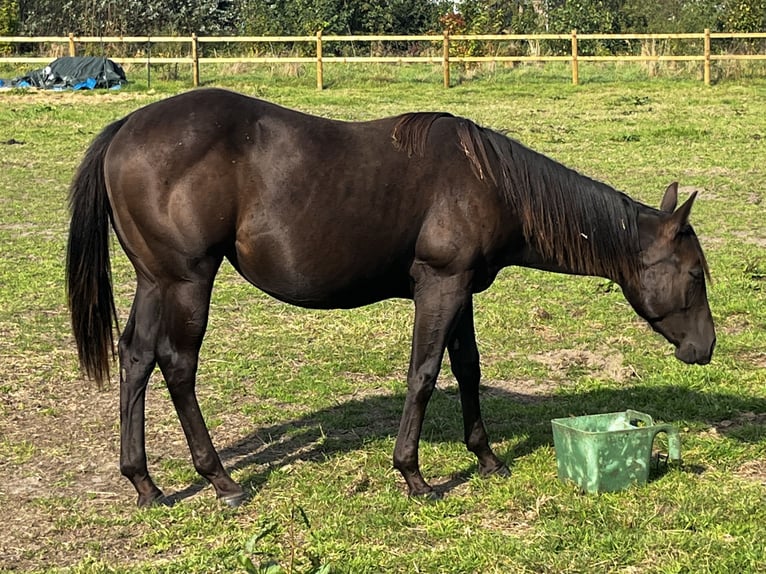 American Quarter Horse Merrie 1 Jaar 155 cm Zwart in Leuvenheim