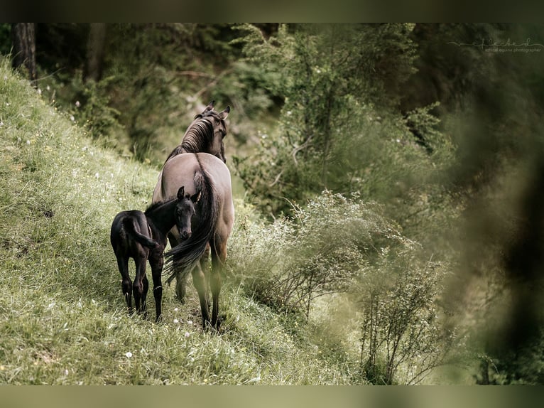 American Quarter Horse Merrie 1 Jaar 155 cm Zwart in Mörel-Filet