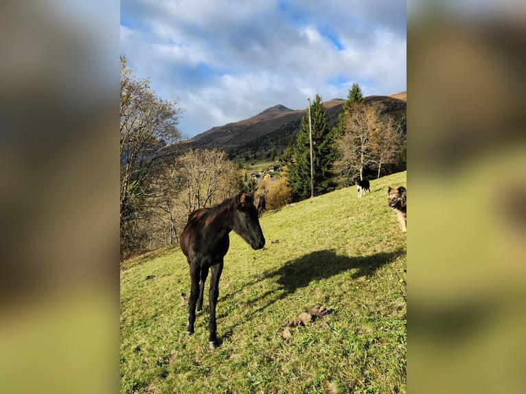 American Quarter Horse Merrie 1 Jaar 155 cm Zwart in Mörel-Filet