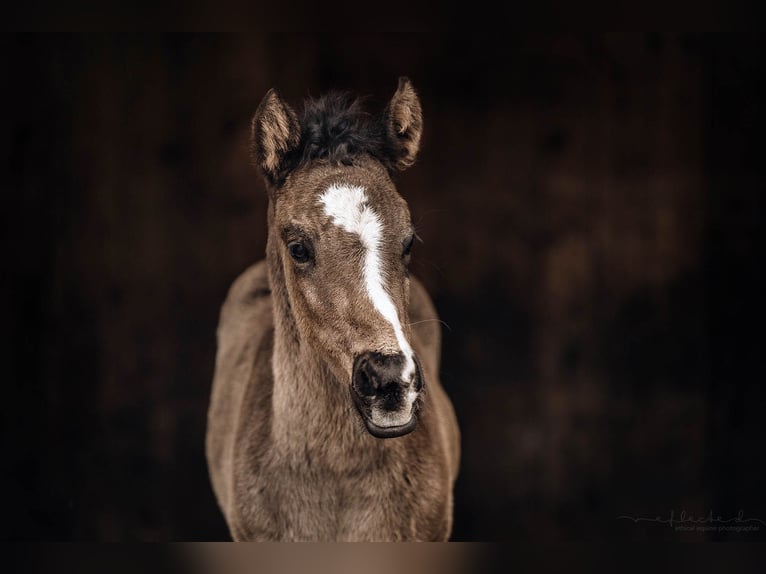 American Quarter Horse Merrie 1 Jaar 155 cm Zwartbruin in Mörel-Filet