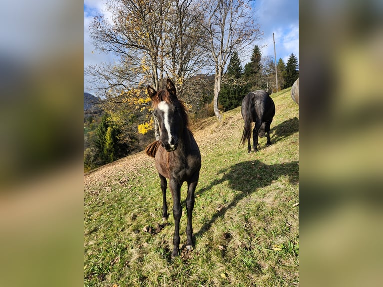 American Quarter Horse Merrie 1 Jaar 155 cm Zwartbruin in Mörel-Filet