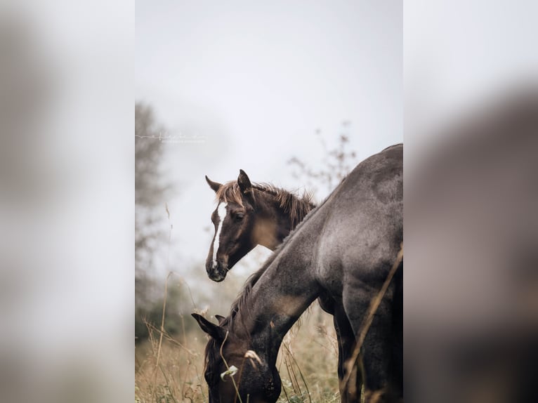 American Quarter Horse Merrie 1 Jaar 155 cm Zwartbruin in Mörel-Filet