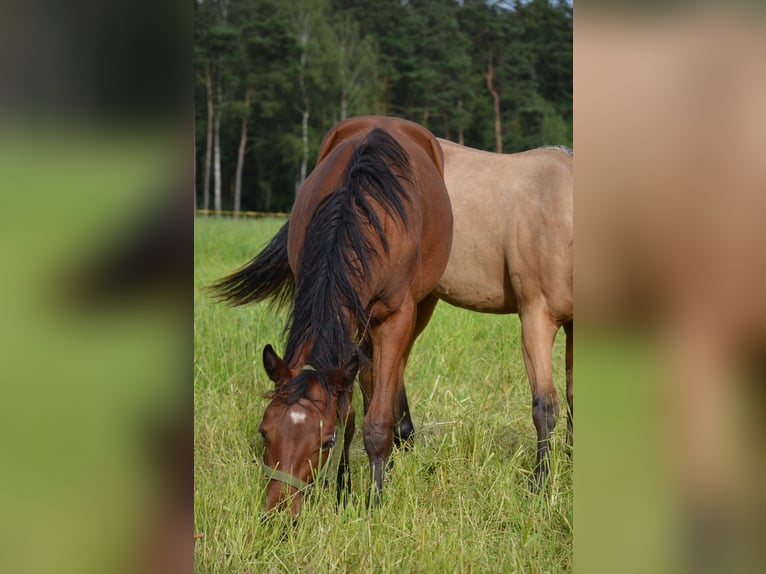 American Quarter Horse Merrie 1 Jaar 155 cm Zwartbruin in Nordhorn