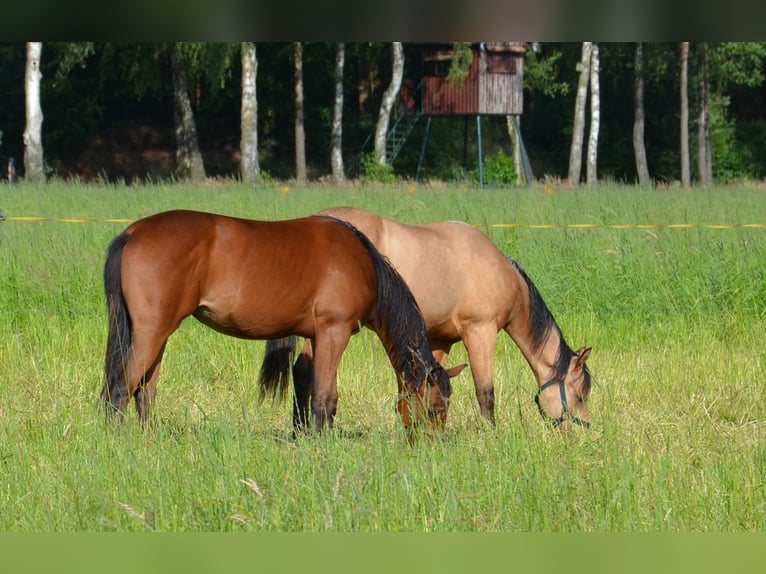 American Quarter Horse Merrie 1 Jaar 155 cm Zwartbruin in Nordhorn