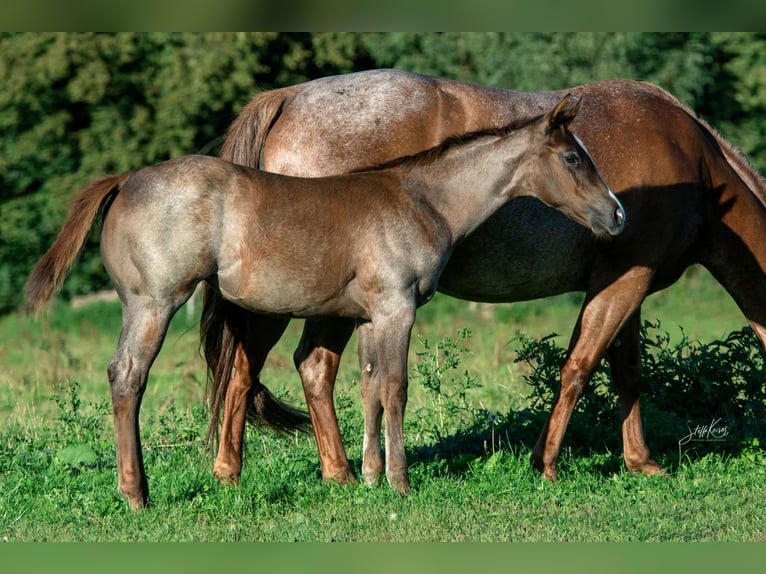 American Quarter Horse Merrie 1 Jaar 156 cm Roan-Red in Zerbst/Anhalt