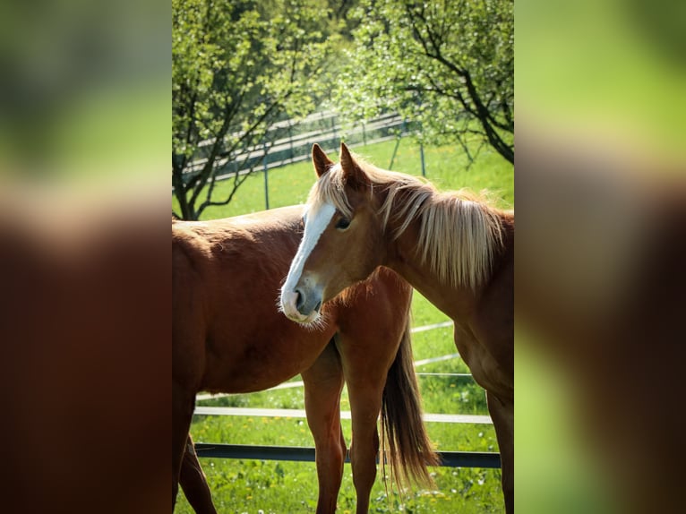 American Quarter Horse Merrie 1 Jaar 158 cm Vos in Burscheid