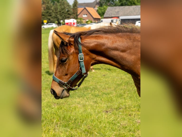 American Quarter Horse Merrie 1 Jaar 160 cm Bruin in Straelen