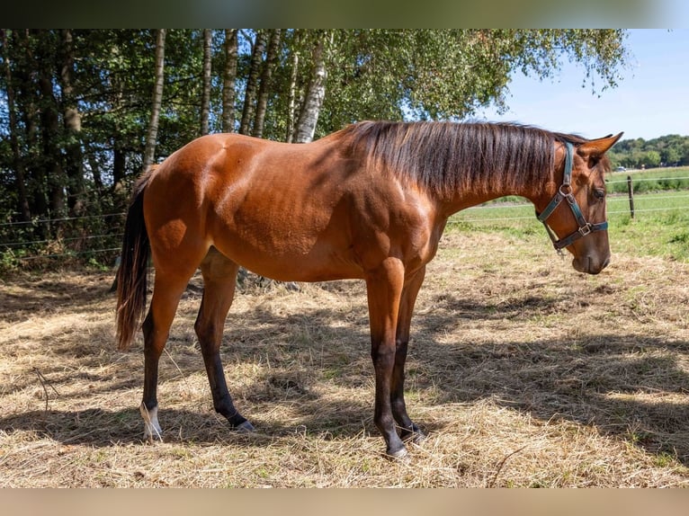 American Quarter Horse Merrie 1 Jaar 160 cm Bruin in Straelen