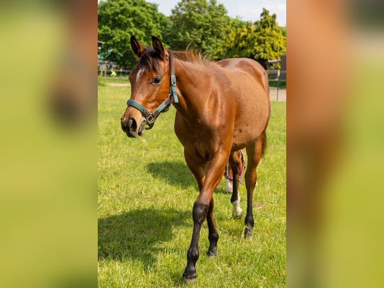 American Quarter Horse Merrie 1 Jaar 160 cm Bruin in Straelen