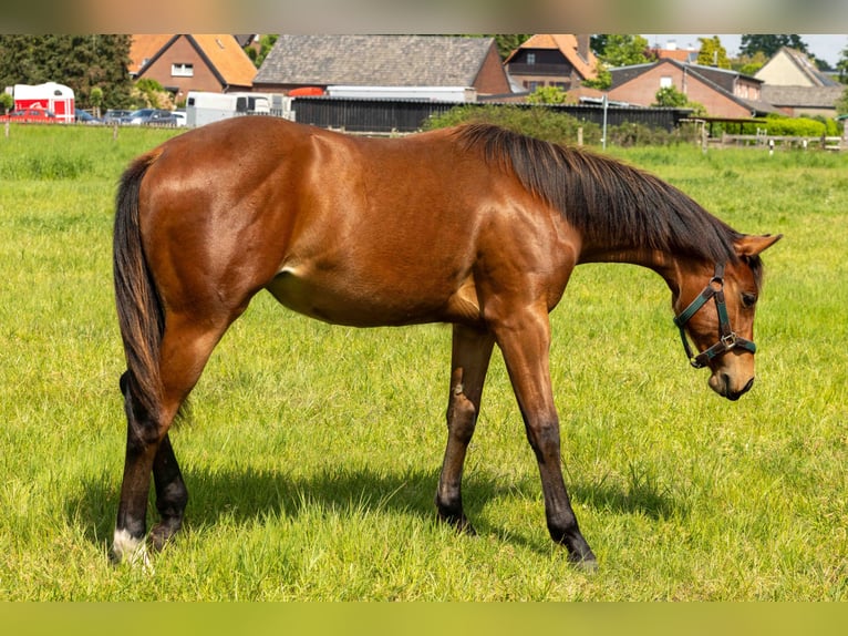 American Quarter Horse Merrie 1 Jaar 160 cm Bruin in Straelen