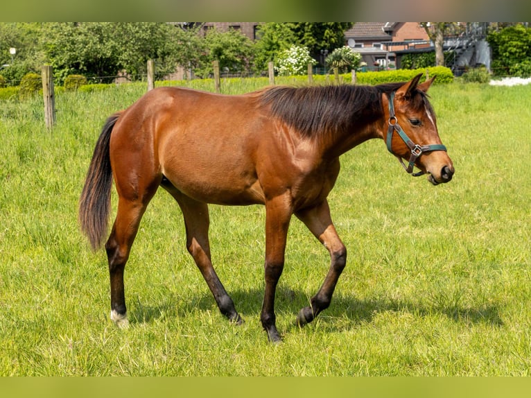 American Quarter Horse Merrie 1 Jaar 160 cm Bruin in Straelen