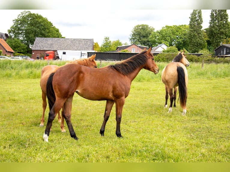 American Quarter Horse Merrie 1 Jaar 160 cm Bruin in Straelen
