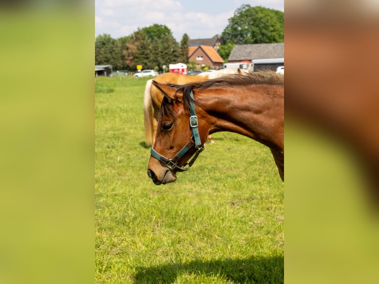 American Quarter Horse Merrie 1 Jaar 160 cm Bruin in Straelen