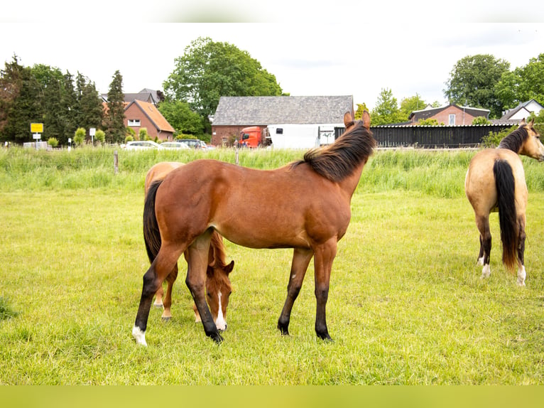 American Quarter Horse Merrie 1 Jaar 160 cm Bruin in Straelen
