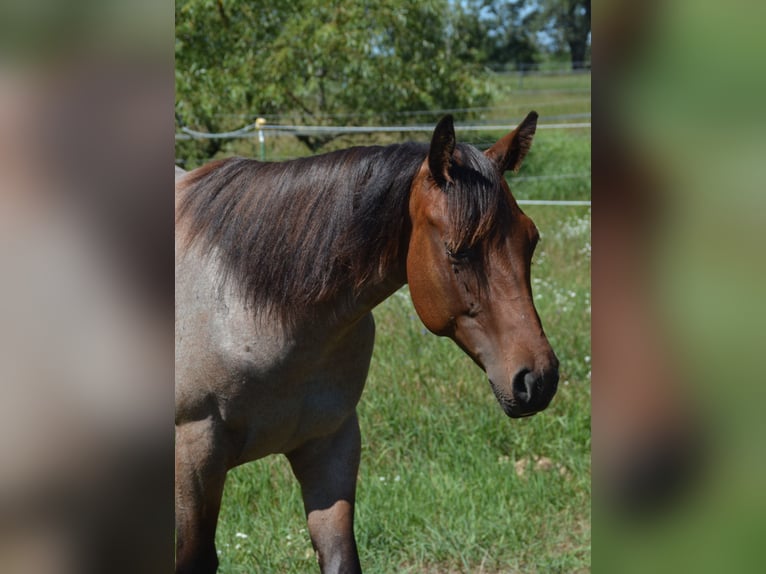 American Quarter Horse Merrie 1 Jaar 160 cm Roan-Bay in Stahnsdorf