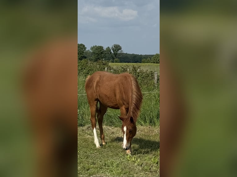 American Quarter Horse Merrie 1 Jaar 160 cm Vos in Wachtberg