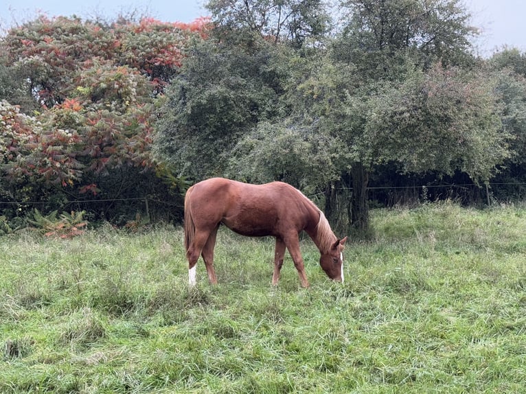 American Quarter Horse Merrie 1 Jaar 160 cm Vos in Wachtberg