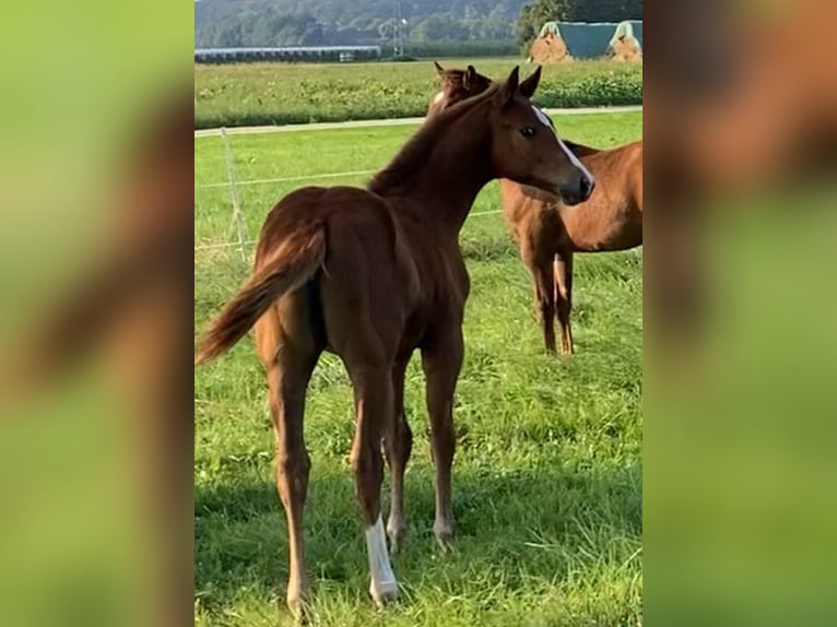 American Quarter Horse Merrie 1 Jaar 160 cm Vos in Wachtberg