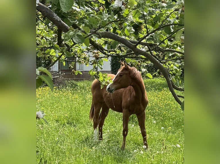 American Quarter Horse Merrie 1 Jaar 160 cm Vos in Wachtberg