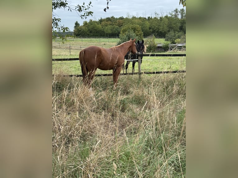 American Quarter Horse Merrie 1 Jaar 160 cm Vos in Wachtberg