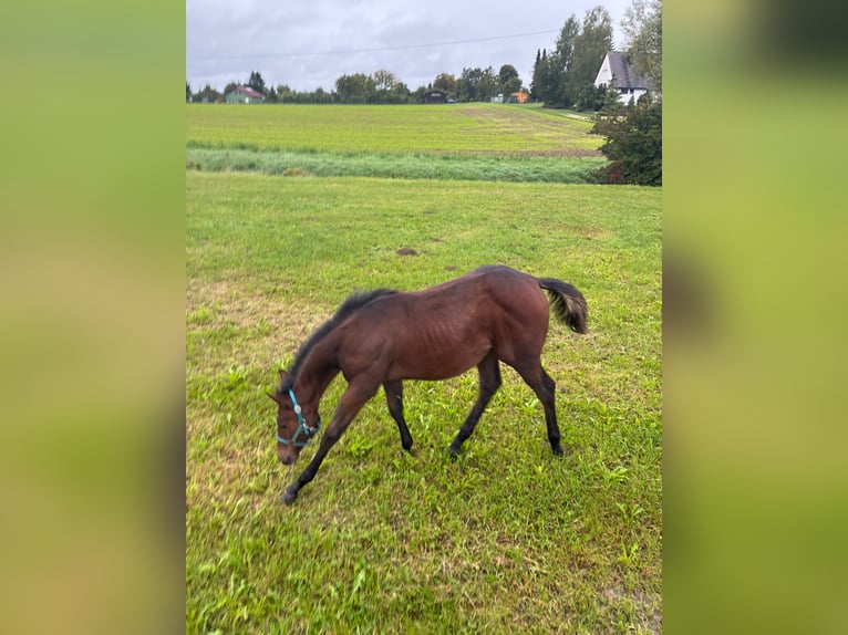 American Quarter Horse Merrie 1 Jaar 162 cm Bruin in Langenau