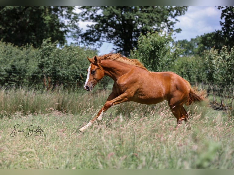American Quarter Horse Merrie 1 Jaar 164 cm Vos in Bad Zwischenahn