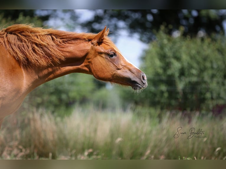 American Quarter Horse Merrie 1 Jaar 164 cm Vos in Bad Zwischenahn
