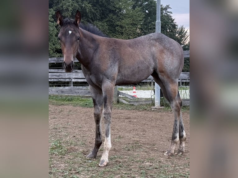 American Quarter Horse Merrie 1 Jaar 165 cm Roan-Bay in Eibiswald