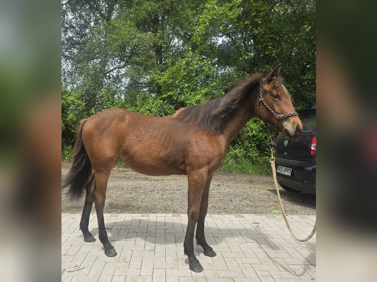 American Quarter Horse Merrie 1 Jaar Bruin in Stockhausen illfurth