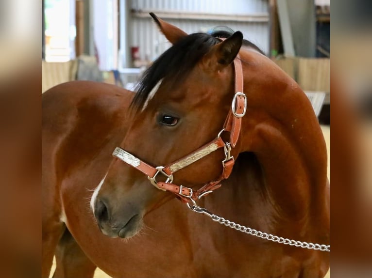 American Quarter Horse Merrie 1 Jaar Bruin in Höchstberg