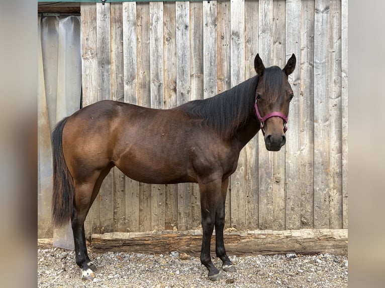 American Quarter Horse Merrie 1 Jaar Bruin in Welzheim