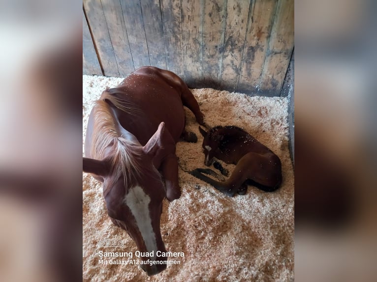 American Quarter Horse Merrie 1 Jaar Bruin in Rheinfelden
