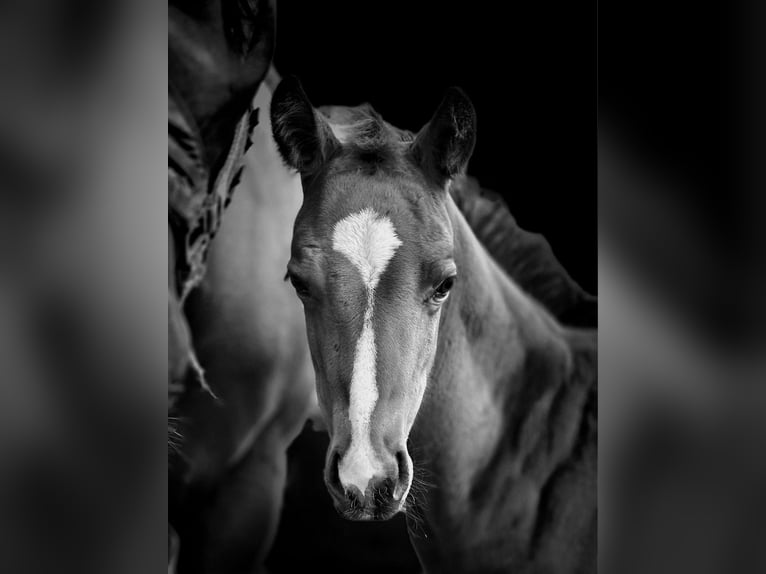 American Quarter Horse Merrie 1 Jaar Bruin in Rheinfelden