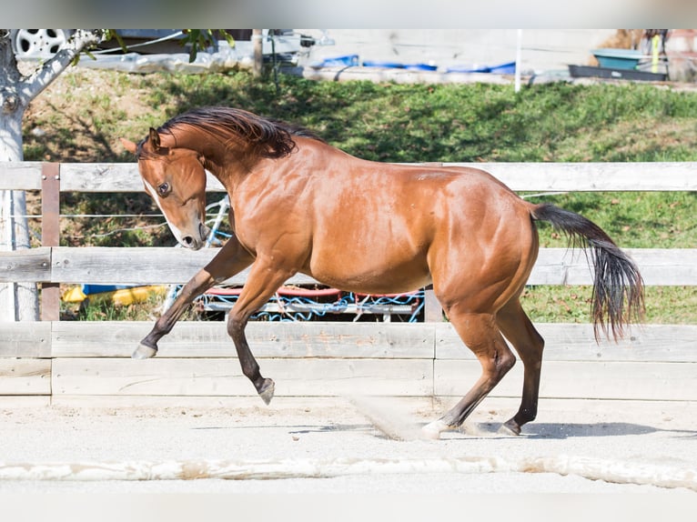 American Quarter Horse Merrie 1 Jaar Bruin in Oisnitz