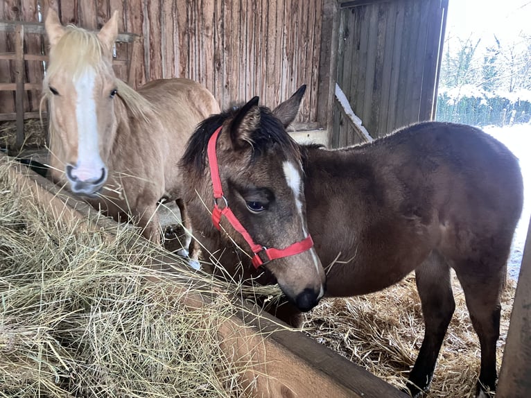 American Quarter Horse Merrie 1 Jaar Buckskin in Petit-Réderching