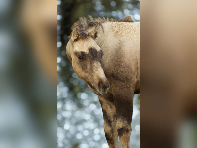 American Quarter Horse Merrie 1 Jaar Buckskin in Alt Duvenstedt