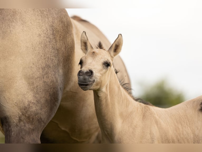 American Quarter Horse Merrie 1 Jaar Buckskin in Alt Duvenstedt