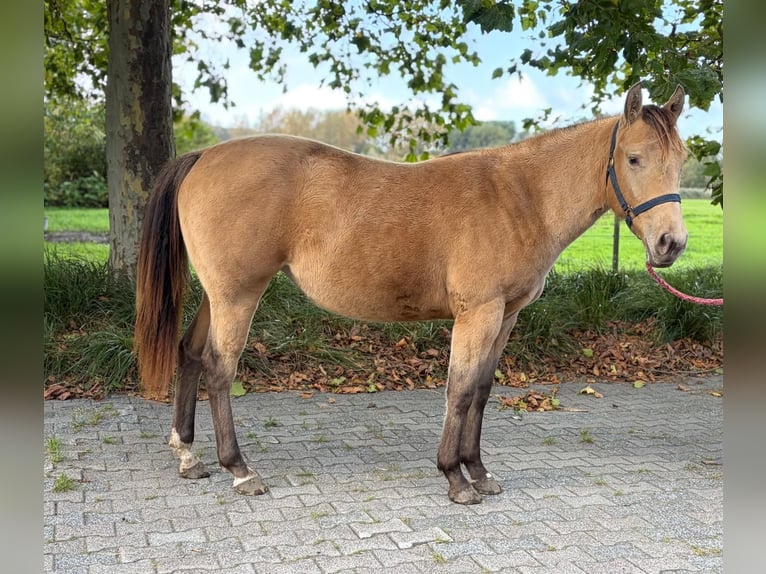 American Quarter Horse Merrie 1 Jaar Champagne in Lelystad