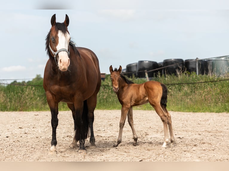 American Quarter Horse Merrie 1 Jaar Champagne in Lelystad