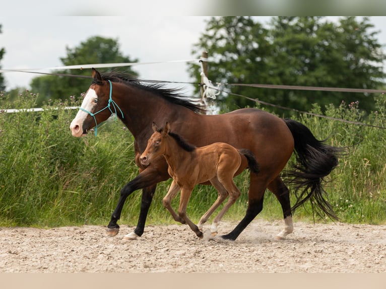 American Quarter Horse Merrie 1 Jaar Champagne in Lelystad