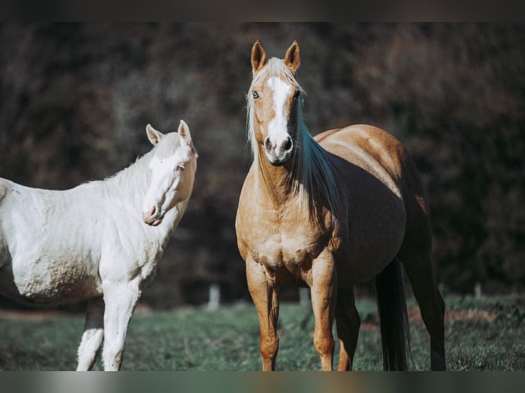 American Quarter Horse Merrie 1 Jaar Champagne in Ouhans