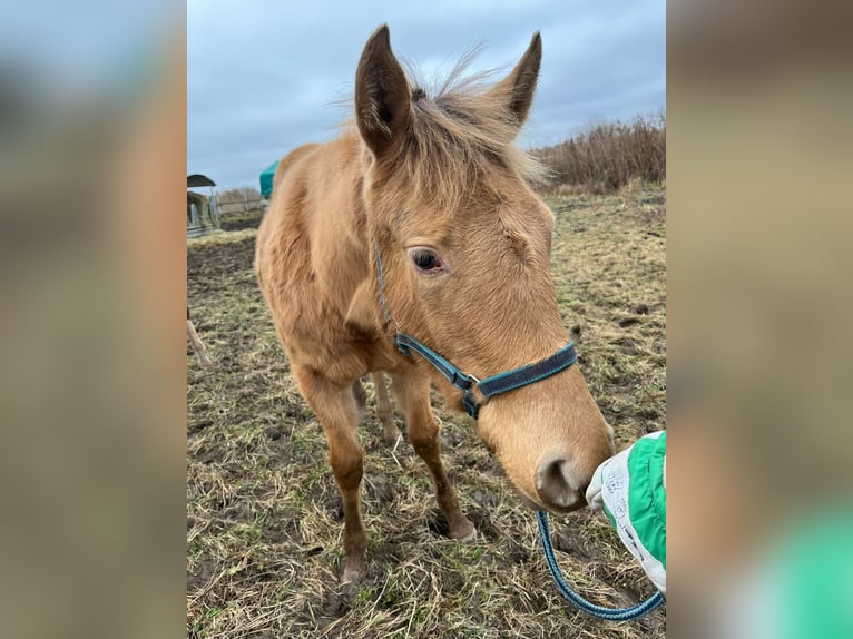 American Quarter Horse Merrie 1 Jaar Champagne in Burgheim
